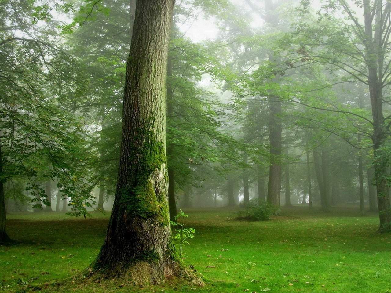 Обои деревья, природа, лес, дымка, trees, nature, forest, haze разрешение 1920x1200 Загрузить