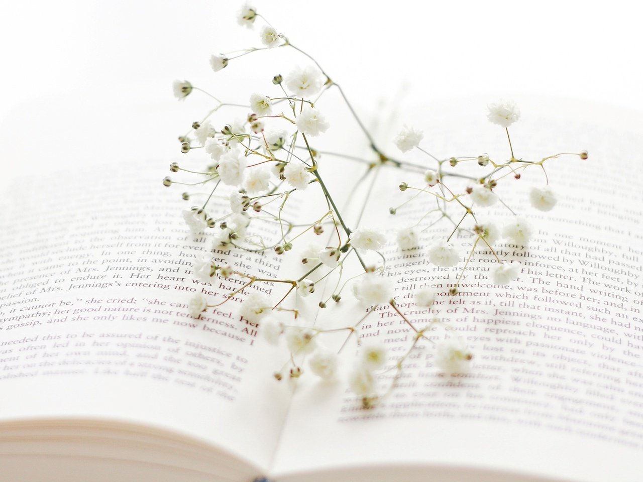 Обои цветы, ветка, веточка, белые, книга, страницы, гипсофила, flowers, branch, sprig, white, book, page, gypsophila разрешение 2000x1240 Загрузить