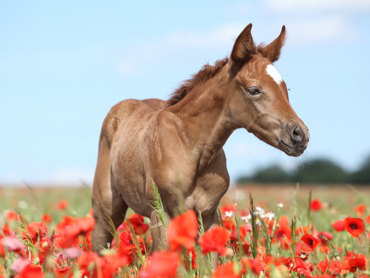 Обои лошадь, конь, жеребенок, horse, foal разрешение 1920x1200 Загрузить