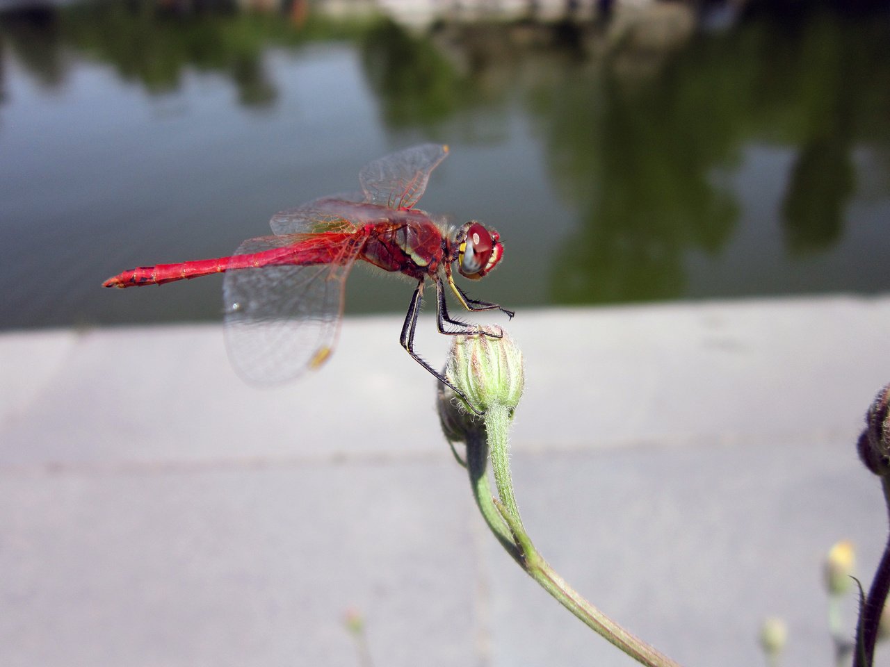 Обои макро, цветок, крылья, насекомые, стрекоза, macro, flower, wings, insects, dragonfly разрешение 4608x3456 Загрузить