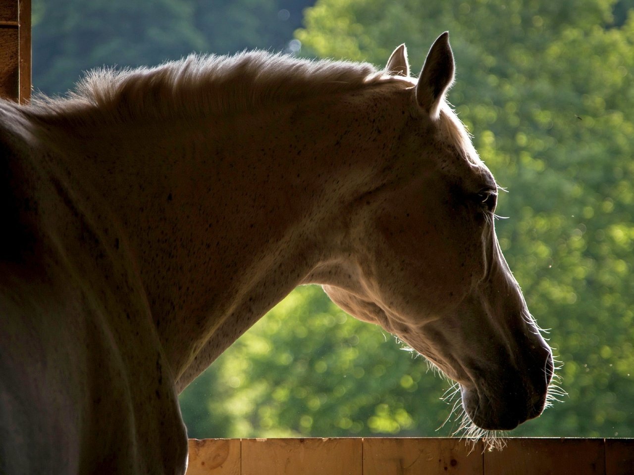 Обои морда, лошадь, фон, конь, face, horse, background разрешение 2560x1600 Загрузить