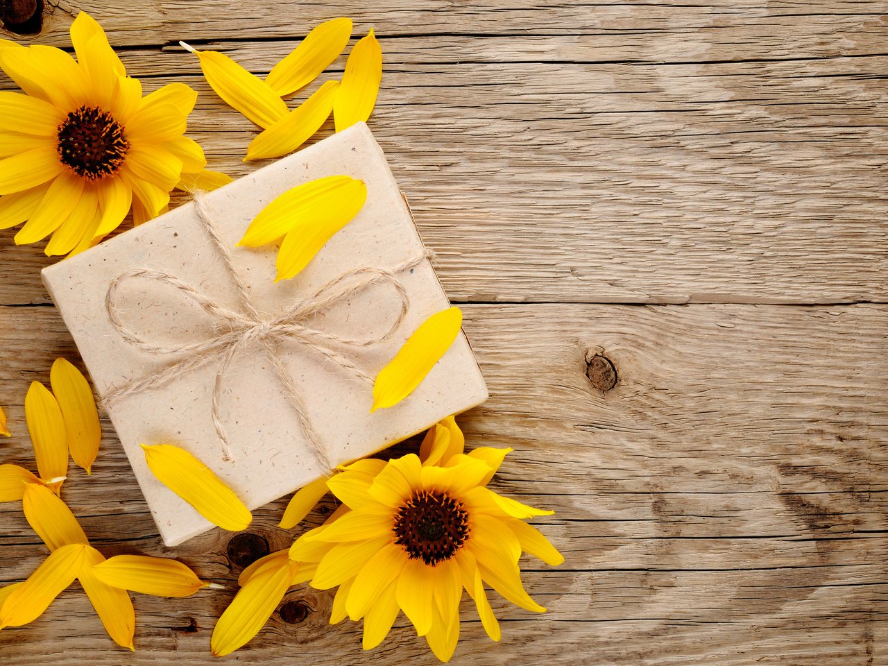 Обои цветы, лепестки, подсолнухи, подарок, flowers, petals, sunflowers, gift разрешение 4090x2716 Загрузить