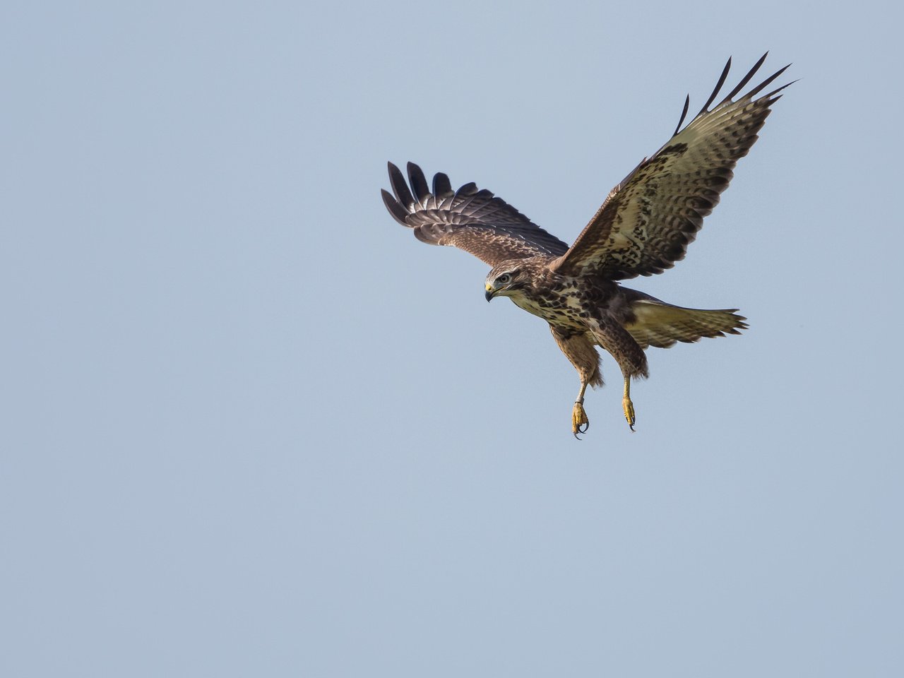 Обои полет, крылья, хищник, птица, канюк, flight, wings, predator, bird, buzzard разрешение 3393x2262 Загрузить