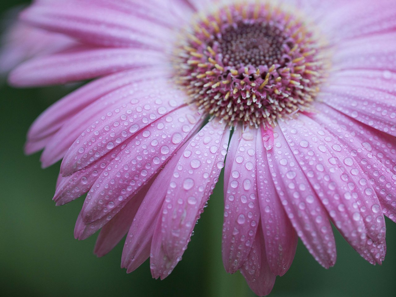 Обои природа, макро, цветок, роса, капли, гербера, nature, macro, flower, rosa, drops, gerbera разрешение 2048x1365 Загрузить