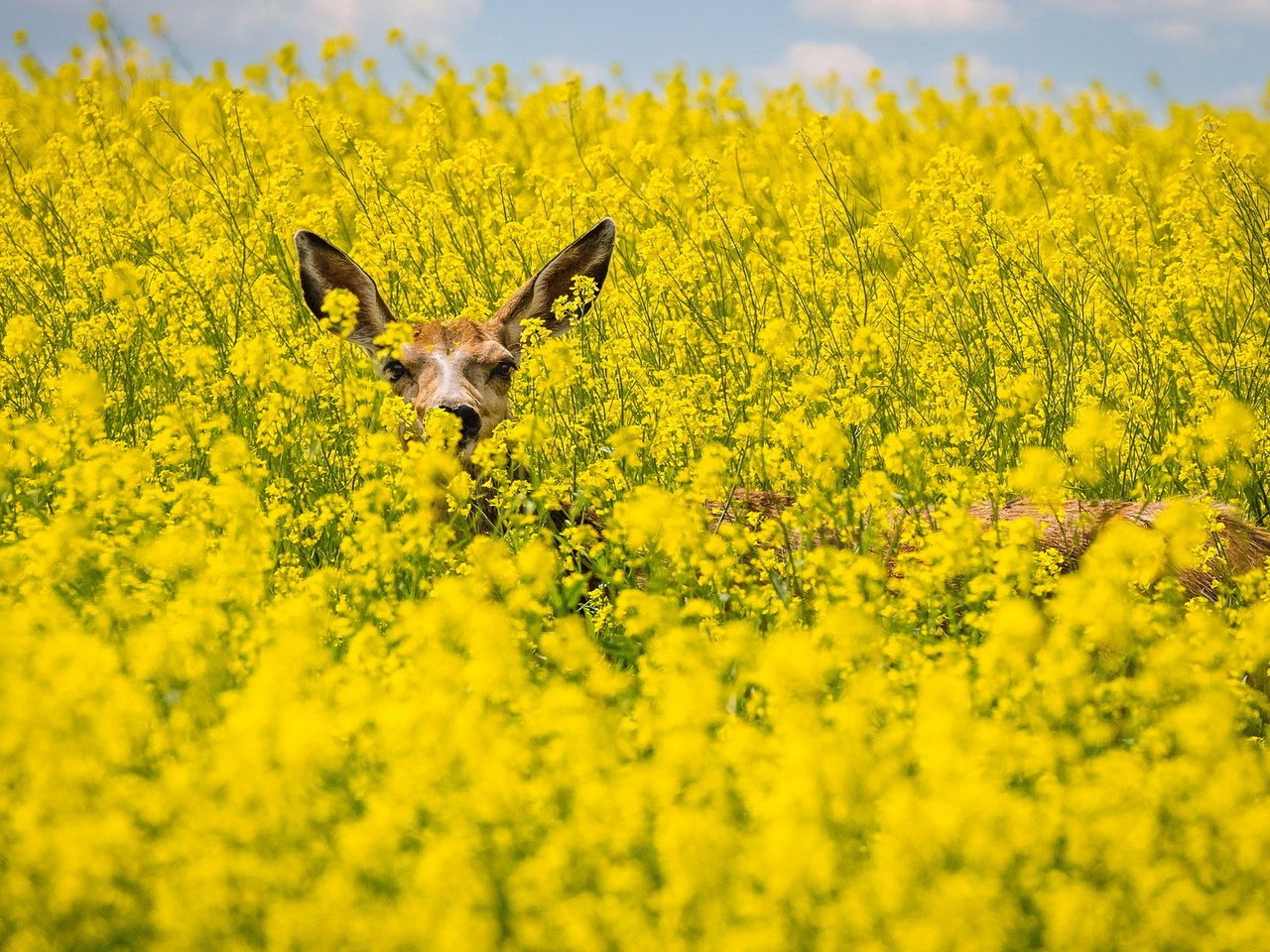 Обои поле, лето, косуля, рапс, field, summer, roe, rape разрешение 1920x1200 Загрузить