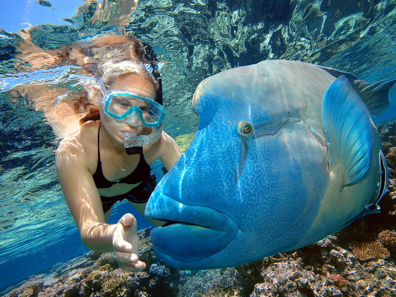 Обои девушка, океан, под водой, рыба, girl, the ocean, under water, fish разрешение 1920x1200 Загрузить