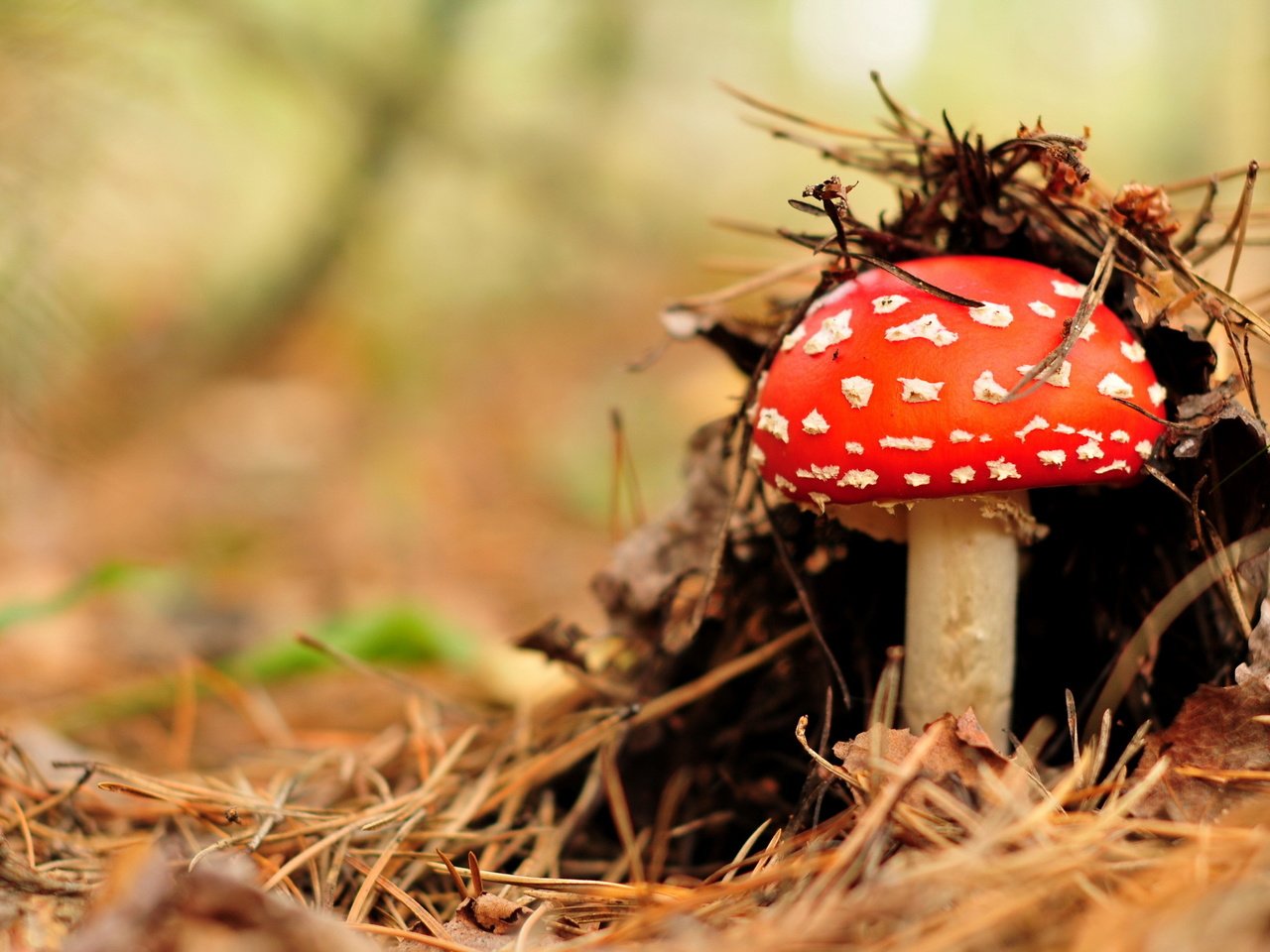 Обои природа, лес, гриб, nature, forest, mushroom разрешение 2560x1699 Загрузить