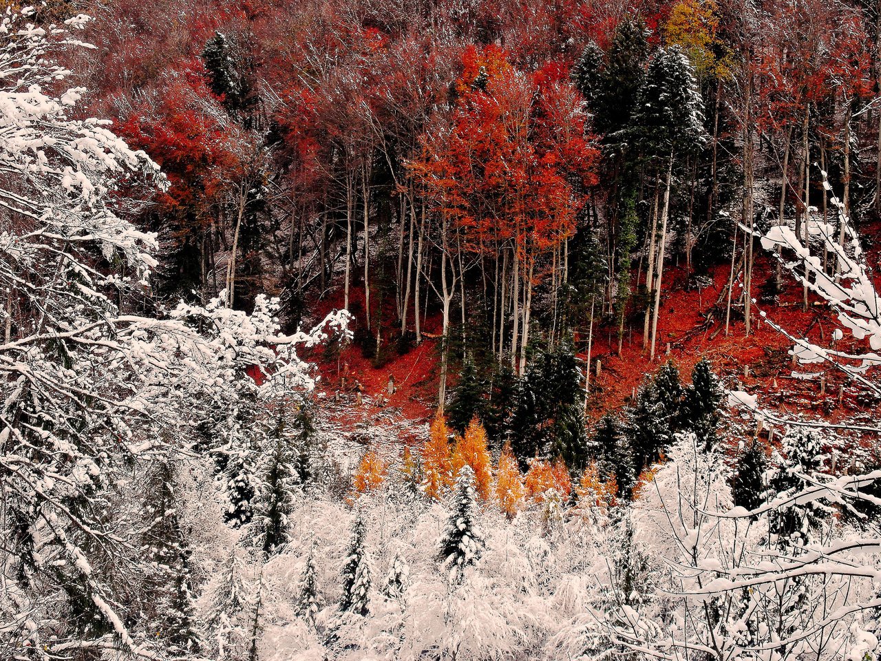 Обои деревья, снег, лес, склон, иней, осень, trees, snow, forest, slope, frost, autumn разрешение 2048x1371 Загрузить