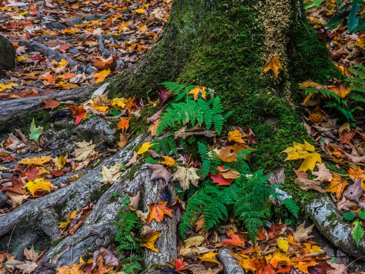 Обои дерево, листья, осень, мох, tree, leaves, autumn, moss разрешение 2048x1491 Загрузить