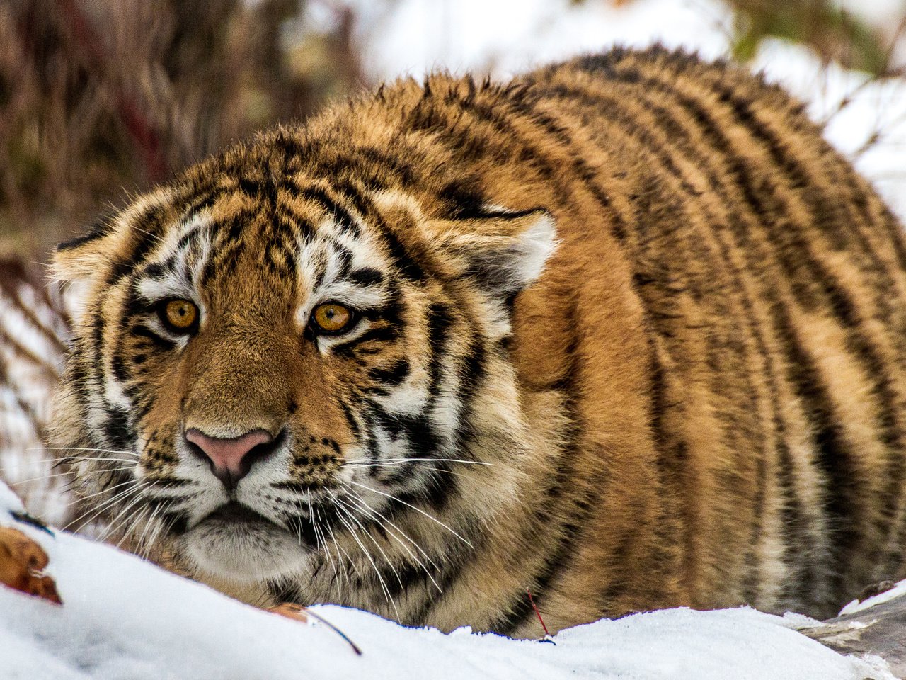 Обои тигр, снег, взгляд, tiger, snow, look разрешение 3770x2388 Загрузить