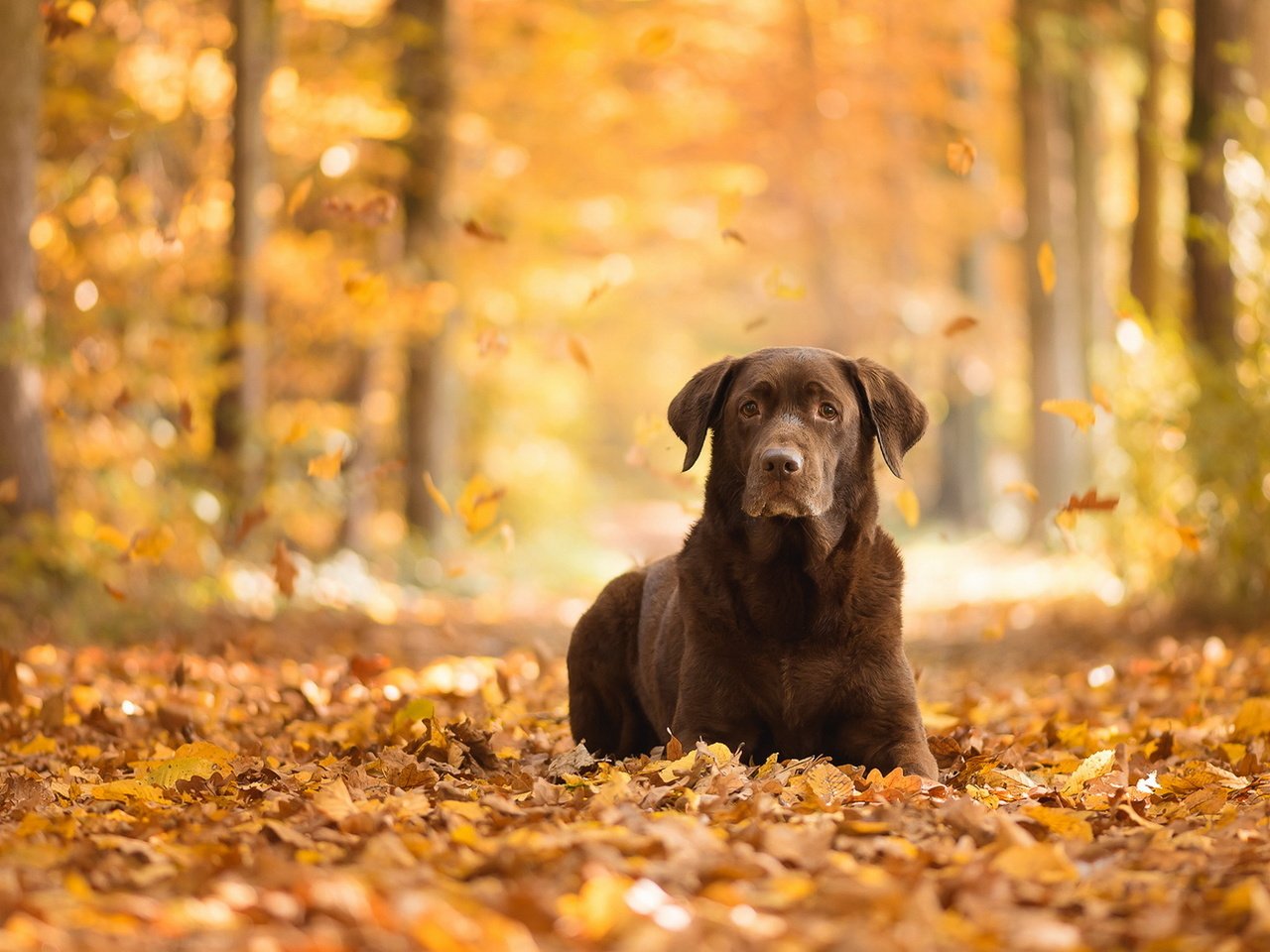 Обои взгляд, осень, собака, друг, листопад, лабрадор ретривер, look, autumn, dog, each, falling leaves, labrador retriever разрешение 1920x1150 Загрузить