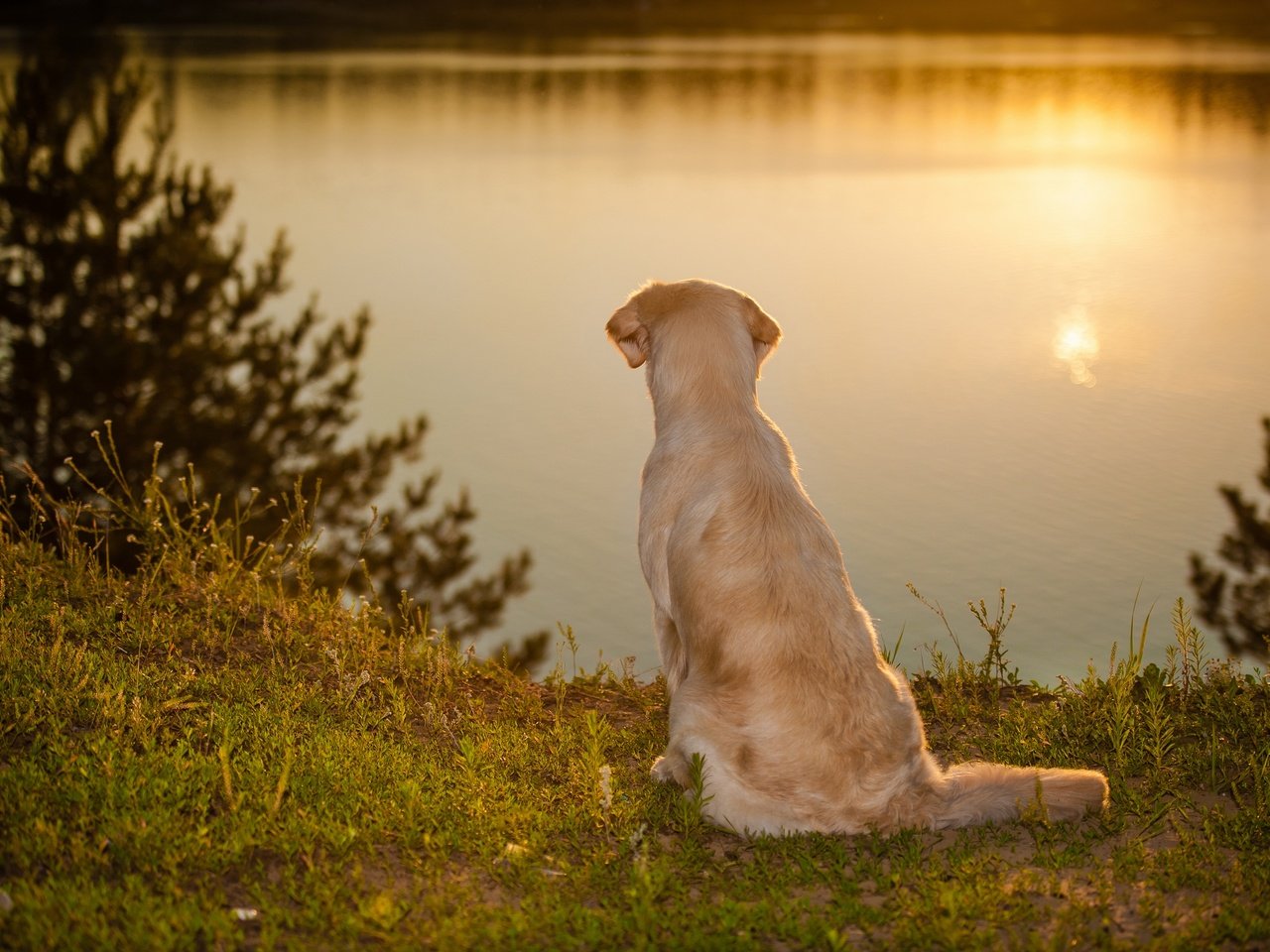 Обои вода, закат, настроение, собака, золотистый ретривер, water, sunset, mood, dog, golden retriever разрешение 2880x1916 Загрузить