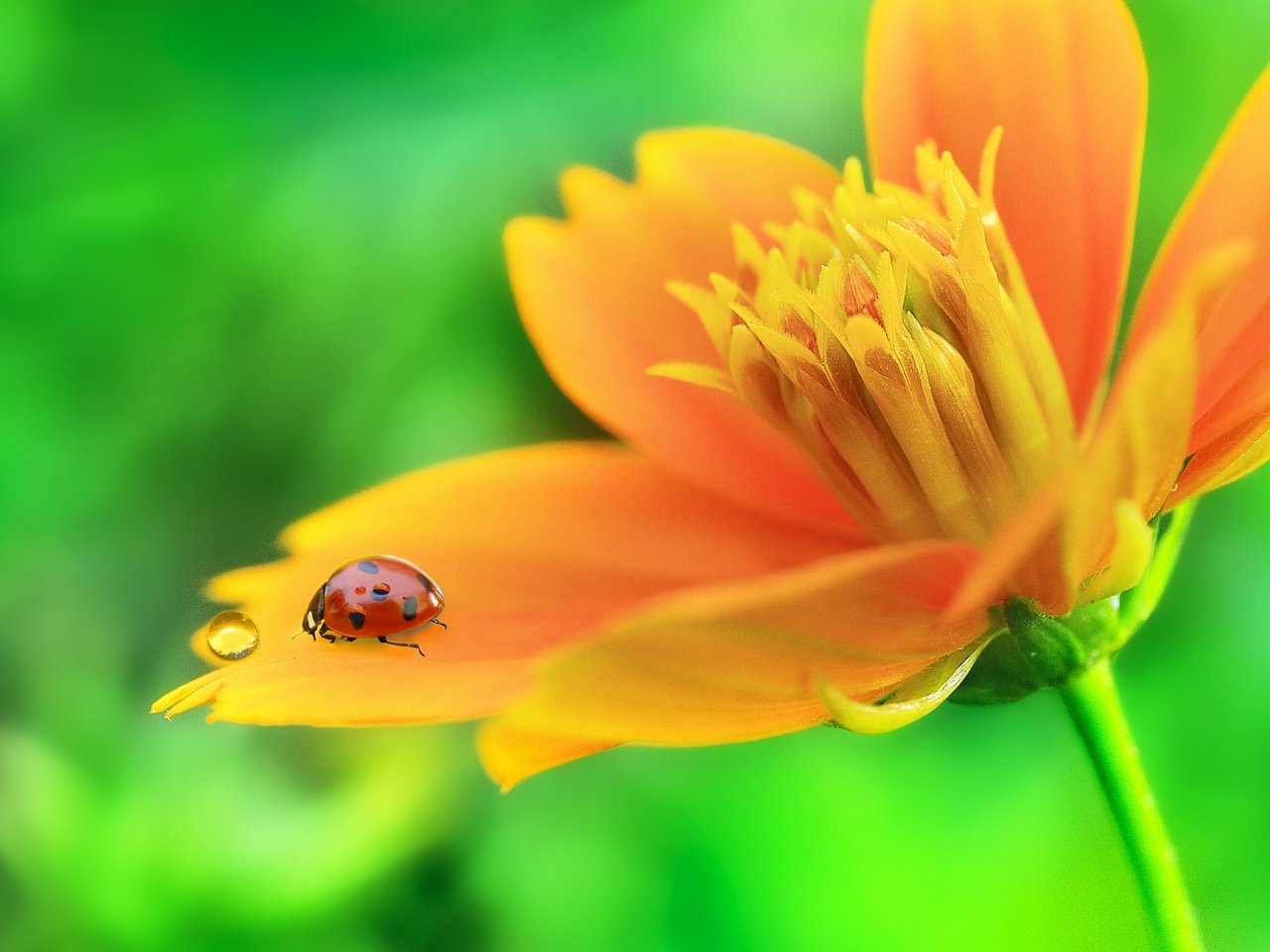 Обои макро, насекомое, цветок, капля, лепестки, божья коровка, macro, insect, flower, drop, petals, ladybug разрешение 2048x1390 Загрузить