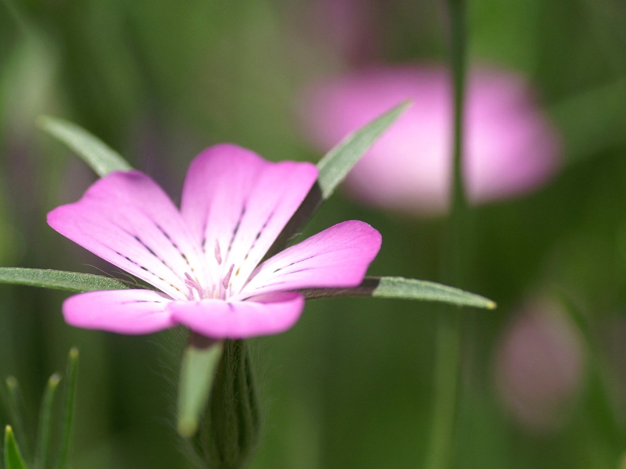 Обои обои, цветок, лепестки, листок, размытость, куколь, wallpaper, flower, petals, leaf, blur, cockle разрешение 1920x1200 Загрузить