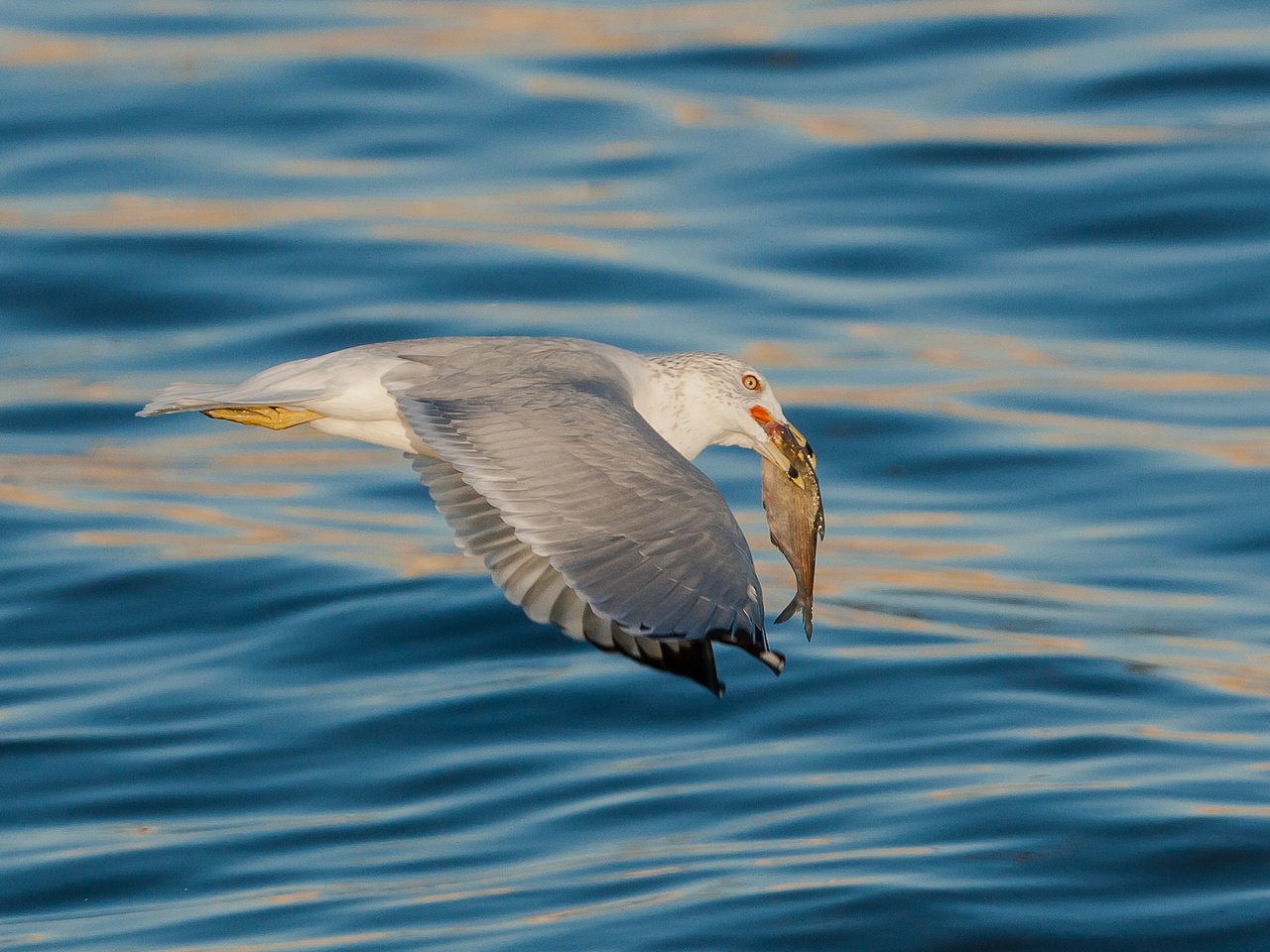 Обои море, чайка, птица, рыба, sea, seagull, bird, fish разрешение 2048x1365 Загрузить