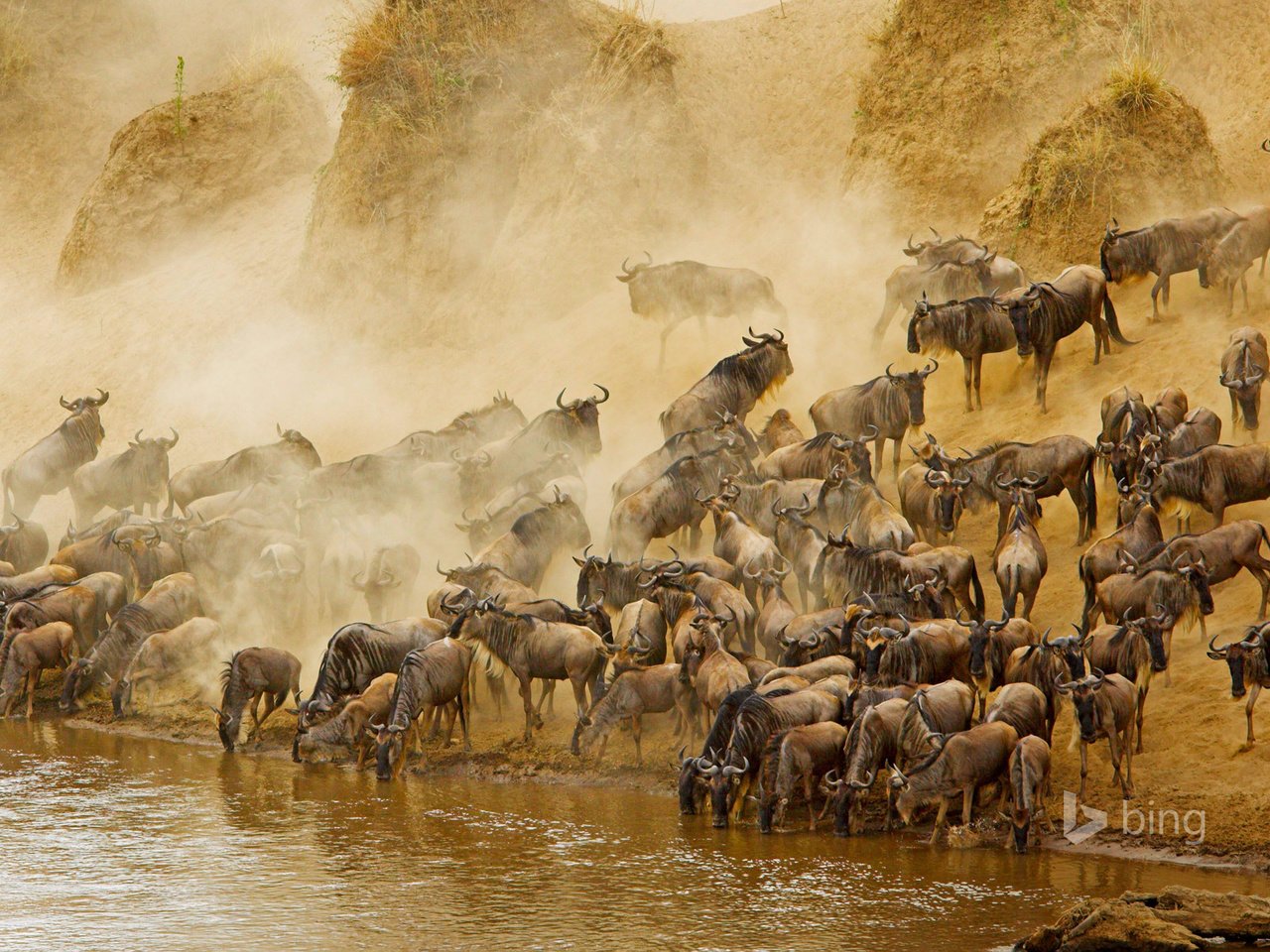Обои река, африка, антилопа, кения, антилопа гну, masai mara national reserve, масаи мара, гну, river, africa, antelope, kenya, wildebeest, masai mara, gnu разрешение 1920x1200 Загрузить