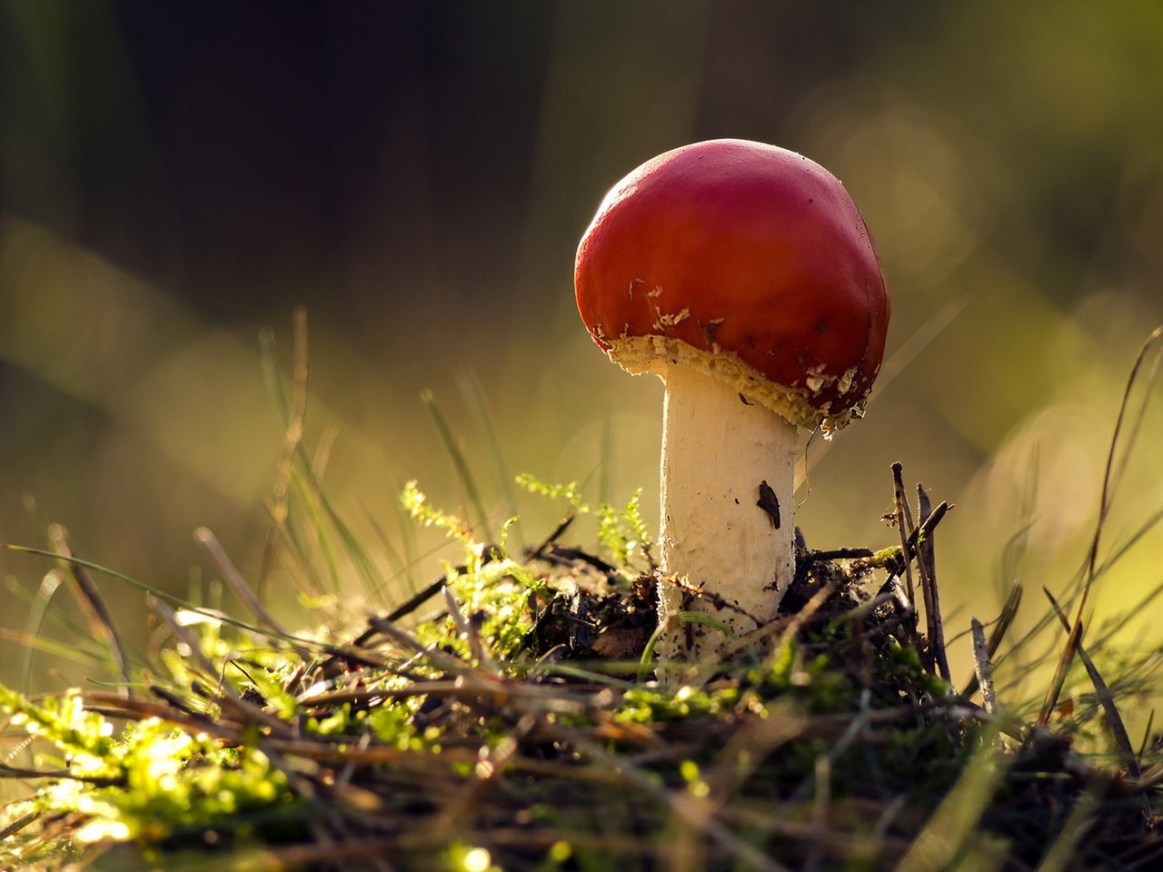 Обои природа, осень, гриб, nature, autumn, mushroom разрешение 1920x1279 Загрузить