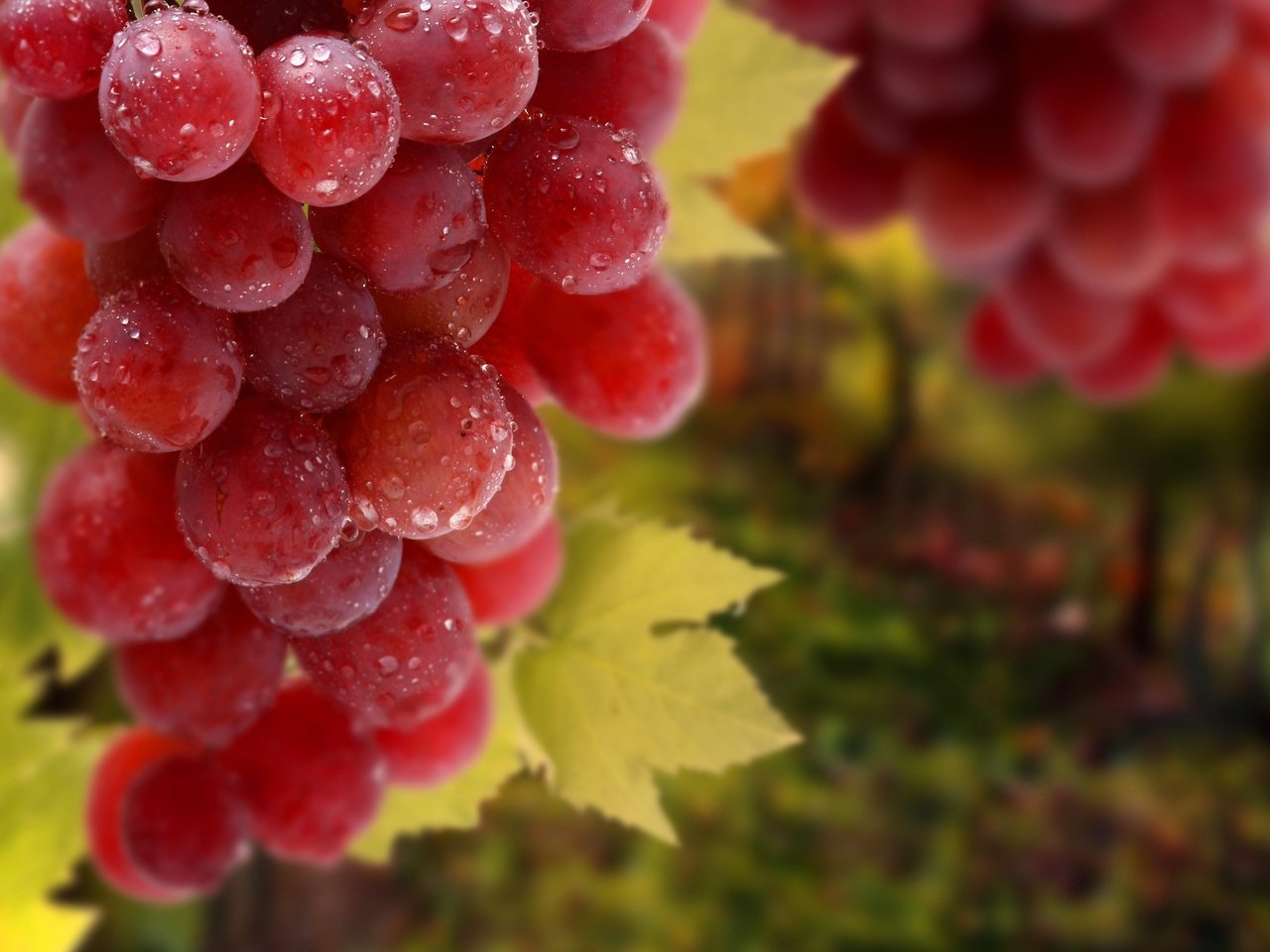 Обои листья, макро, виноград, еда, leaves, macro, grapes, food разрешение 2880x1800 Загрузить