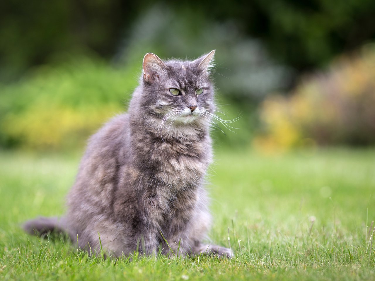 Обои трава, лето, кошка, сидит, серая, лужайка, пушистая, grass, summer, cat, sitting, grey, lawn, fluffy разрешение 3000x2000 Загрузить