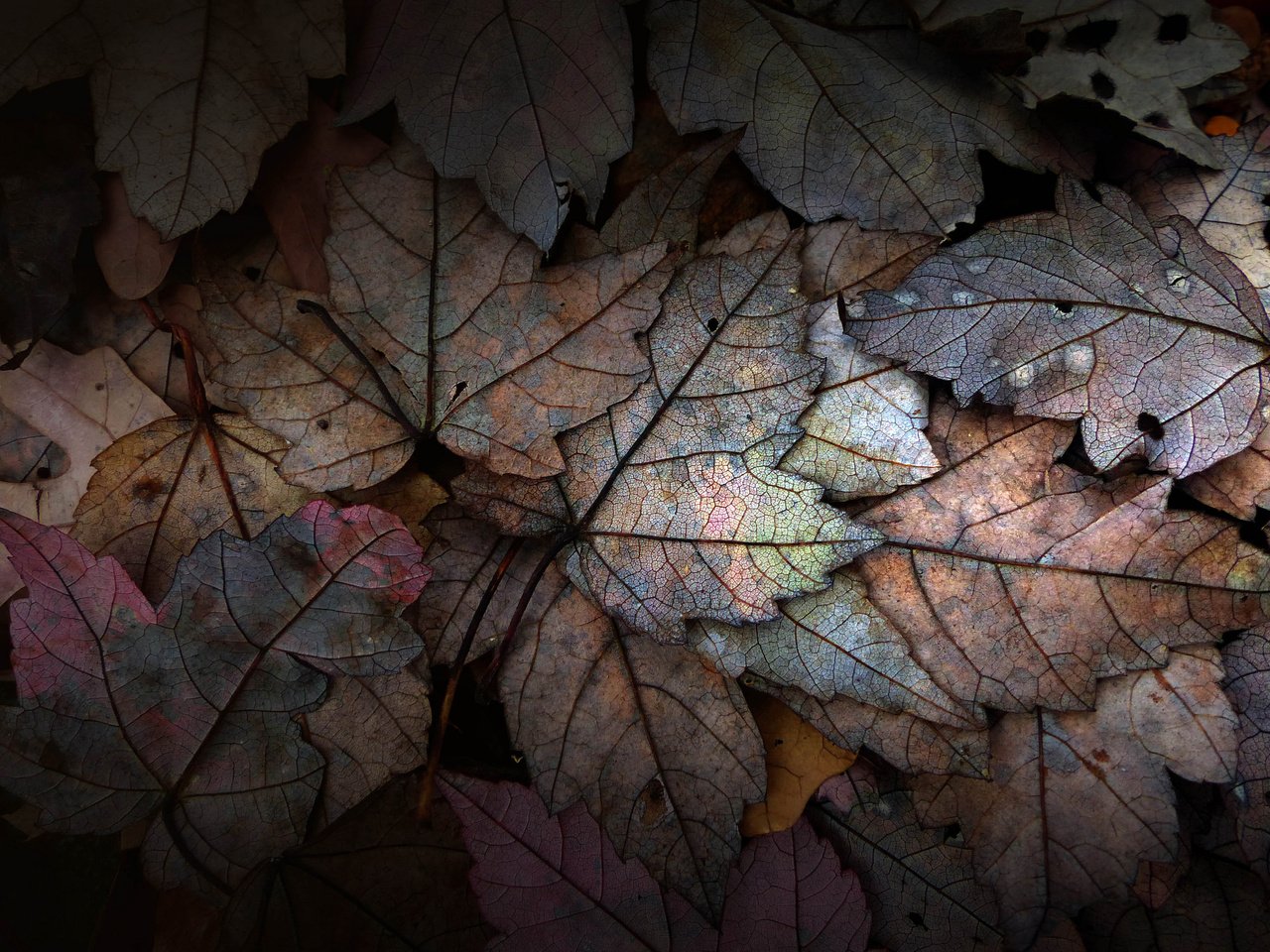 Обои вода, листья, роса, капли, осень, water, leaves, rosa, drops, autumn разрешение 2048x1480 Загрузить