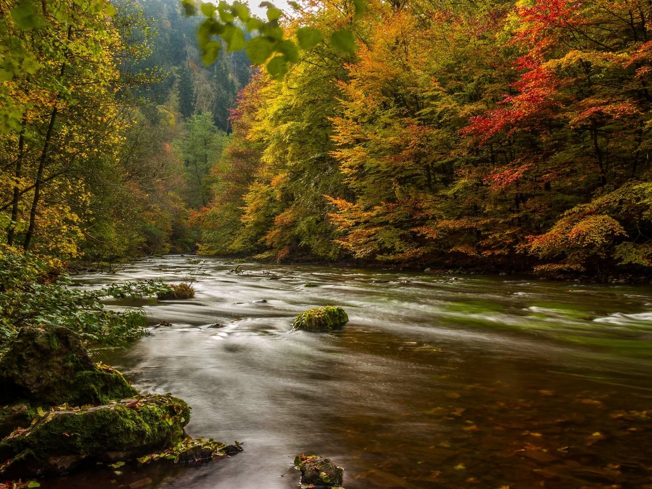 Обои деревья, река, лес, осень, германия, гарц, trees, river, forest, autumn, germany, harz разрешение 2880x1879 Загрузить