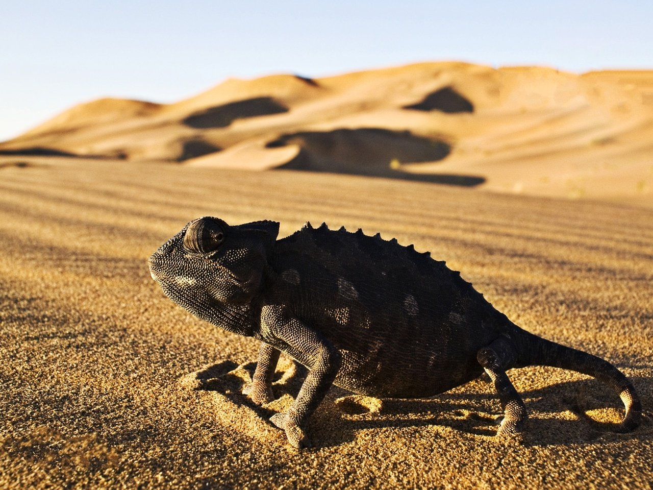 Обои песок, пустыня, ящерица, хамелеон, рептилия, игуана, пресмыкающееся, десерд, sand, desert, lizard, chameleon, reptile, iguana разрешение 1920x1200 Загрузить