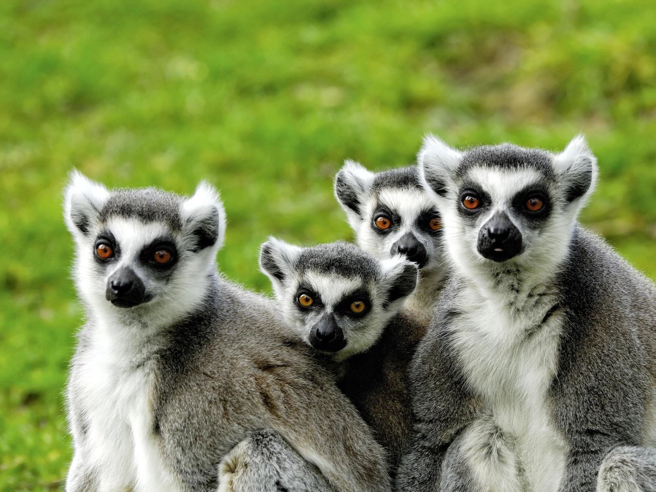 Обои лемуры, мадагаскар, lemuri, lemurs, madagascar разрешение 2351x1574 Загрузить