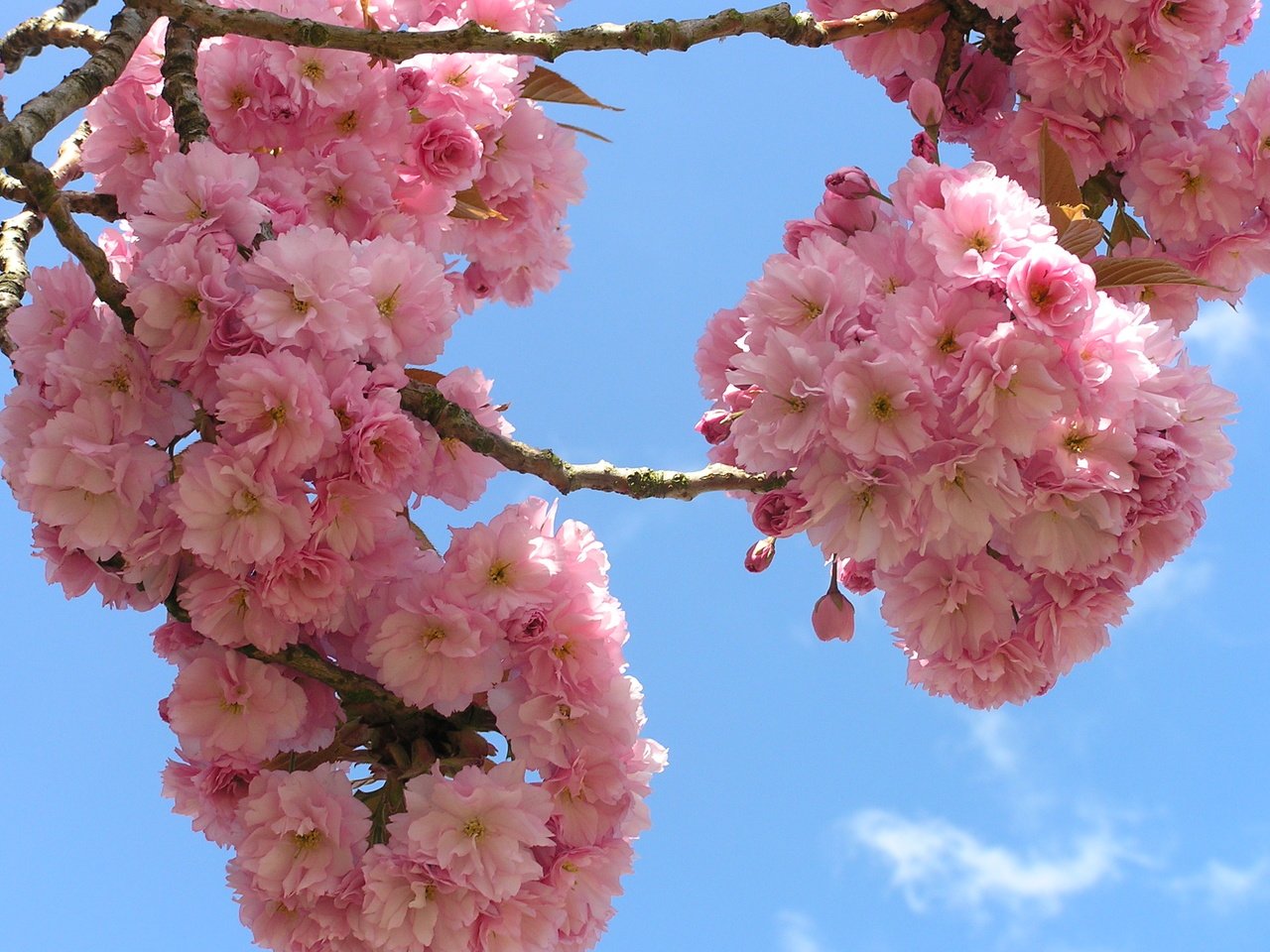 Обои небо, цветы, ветки, сакура, флора, the sky, flowers, branches, sakura, flora разрешение 2288x1712 Загрузить