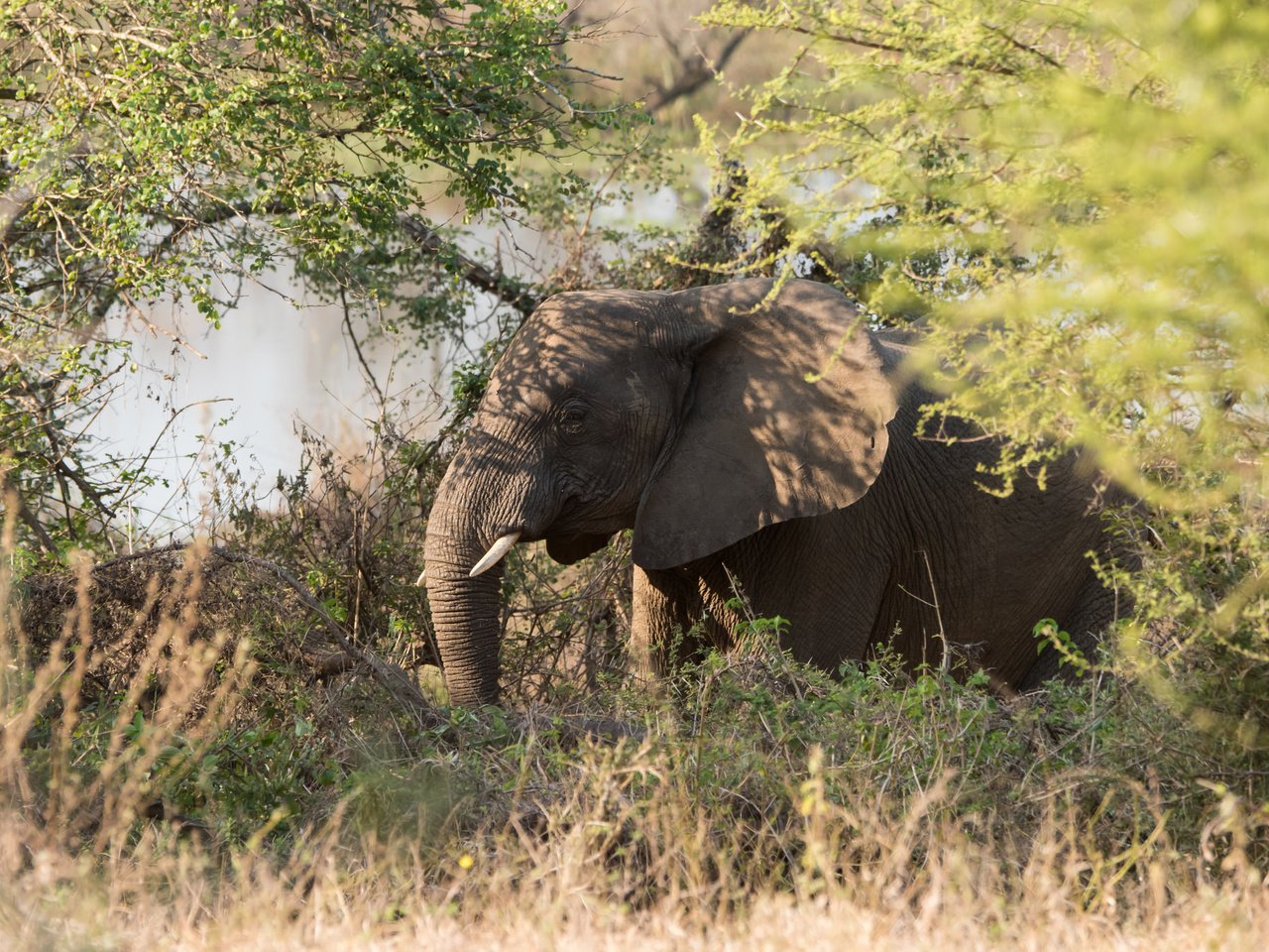 Обои трава, природа, зелень, слон, африка, grass, nature, greens, elephant, africa разрешение 2048x1367 Загрузить