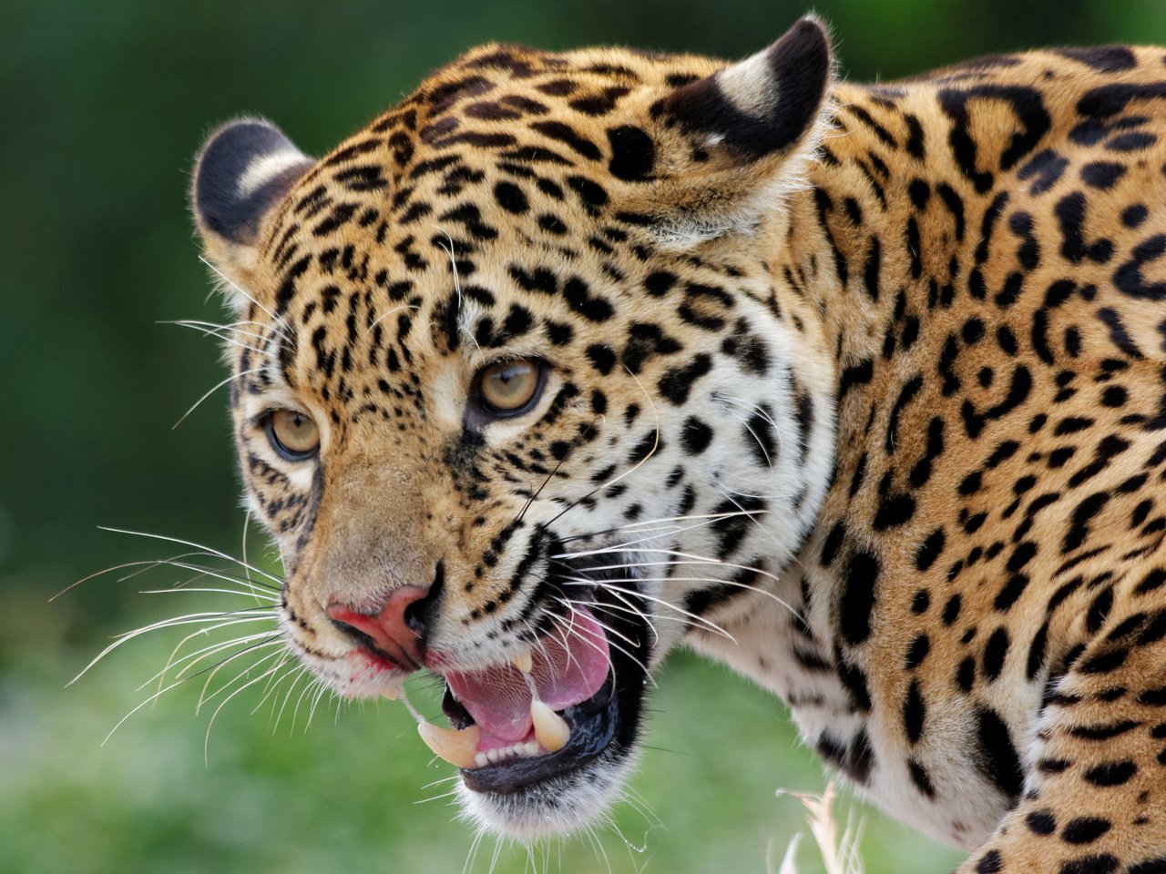 Обои хищник, ягуар, животное, ягуа́р, predator, jaguar, animal разрешение 5050x3367 Загрузить