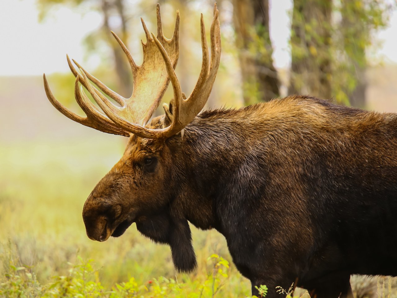 Обои природа, профиль, животное, рога, лось, nature, profile, animal, horns, moose разрешение 2040x1632 Загрузить