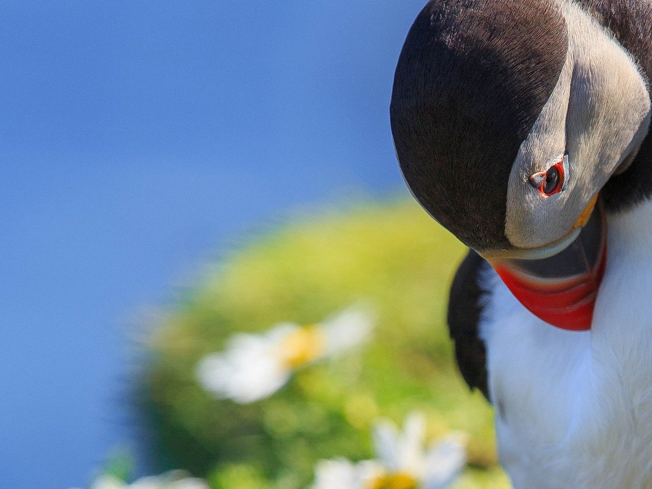 Обои макро, птица, тупик, shetland islands, melancholy puffin, macro, bird, stalled разрешение 1920x1200 Загрузить