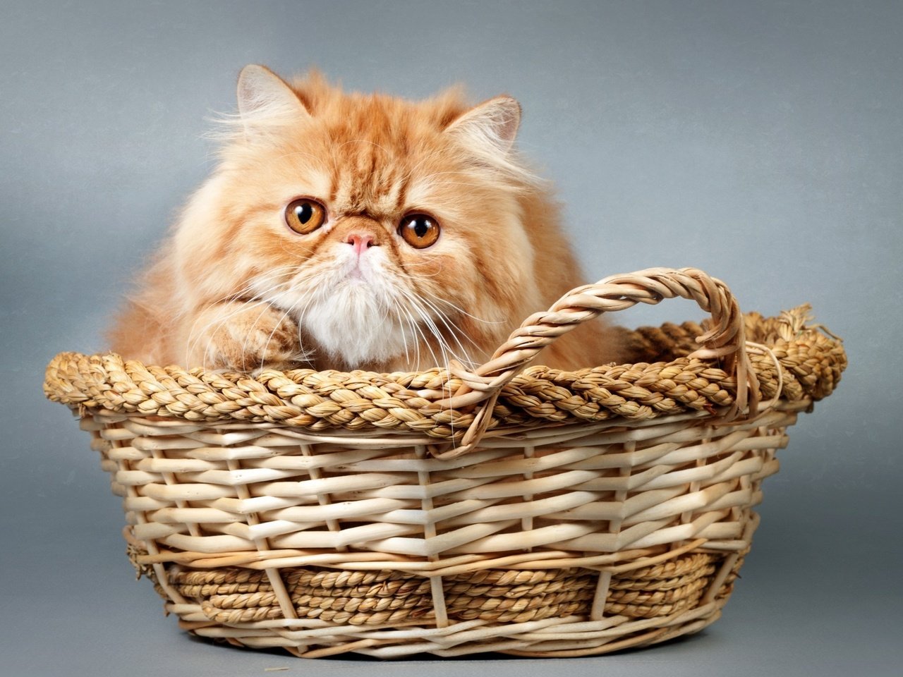 Обои кот, мордочка, кошка, взгляд, корзина, cat, muzzle, look, basket разрешение 2700x1778 Загрузить