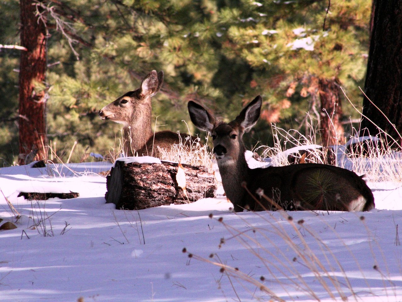 Обои лес, зима, сша, олени, штат калифорния, горы сьерра-невада, forest, winter, usa, deer, california, the sierra nevada разрешение 3456x2304 Загрузить