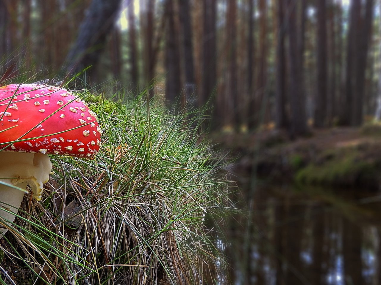 Обои трава, природа, осень, гриб, мухомор, grass, nature, autumn, mushroom разрешение 2036x1093 Загрузить