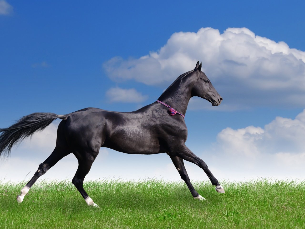 Обои небо, облака, поле, конь, красавец, вороной, стройный, the sky, clouds, field, horse, handsome, crow, slim разрешение 2880x1835 Загрузить