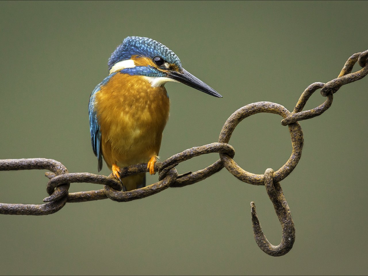 Обои фон, птица, цепь, зимородок, крючок, background, bird, chain, kingfisher, hook разрешение 2002x1335 Загрузить