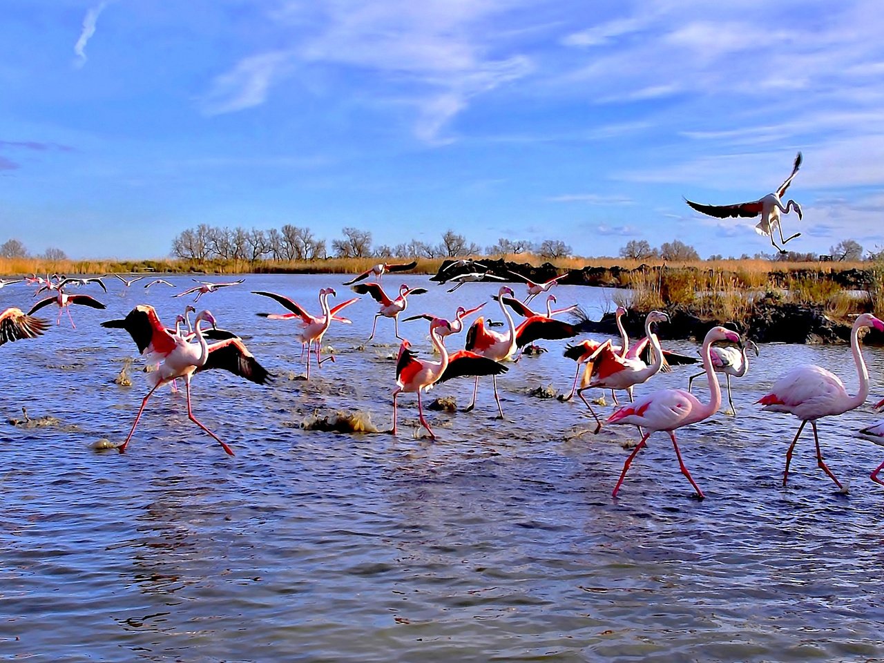 Обои озеро, фламинго, панорама, птицы, lake, flamingo, panorama, birds разрешение 4863x1779 Загрузить