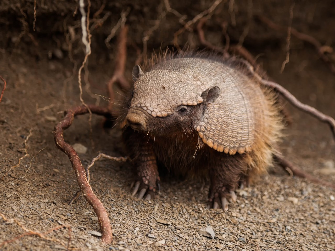 Обои южная америка, щетинистый, броненосец, chaetophractus villosus, south america, bristly, battleship разрешение 5611x3741 Загрузить