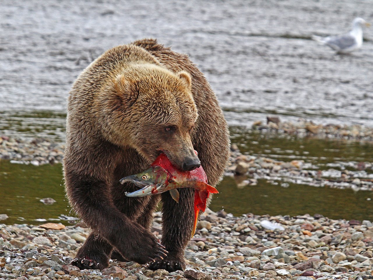 Обои река, природа, медведь, хищник, рыба, river, nature, bear, predator, fish разрешение 2048x1251 Загрузить