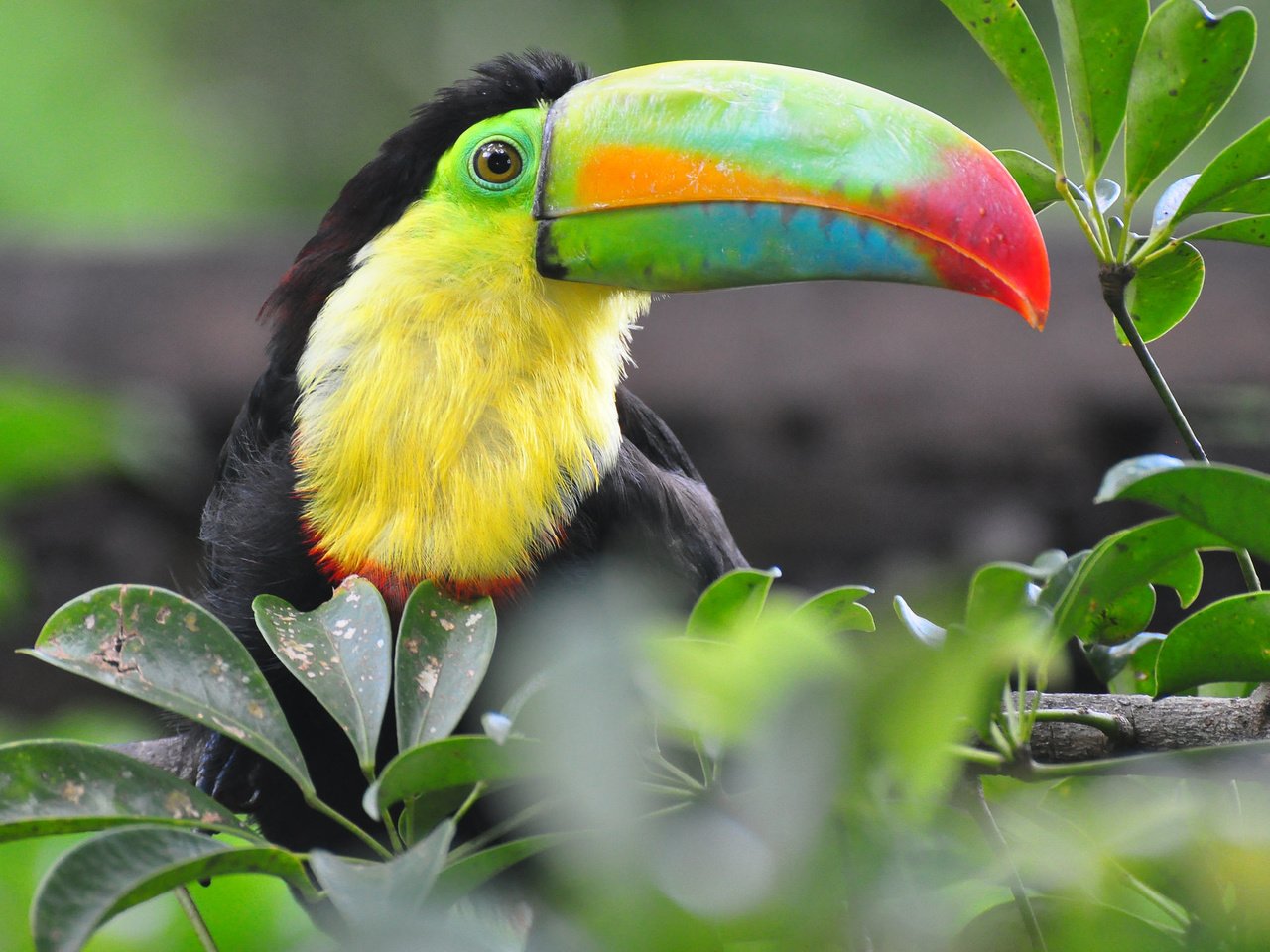 Обои ветка, природа, птица, тукан, branch, nature, bird, toucan разрешение 2048x1360 Загрузить