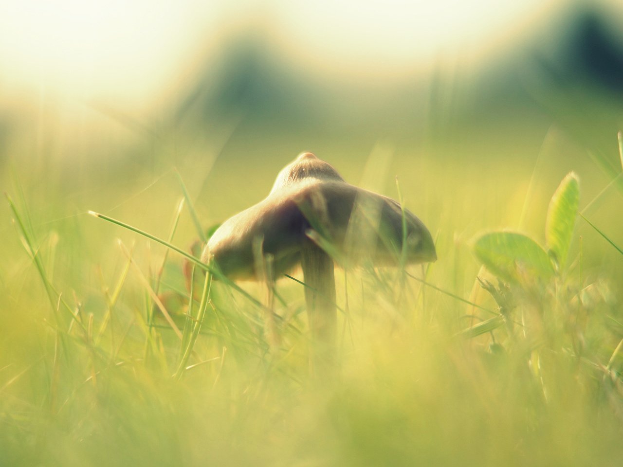 Обои свет, трава, макро, размытость, гриб, шляпка, light, grass, macro, blur, mushroom, hat разрешение 1920x1080 Загрузить