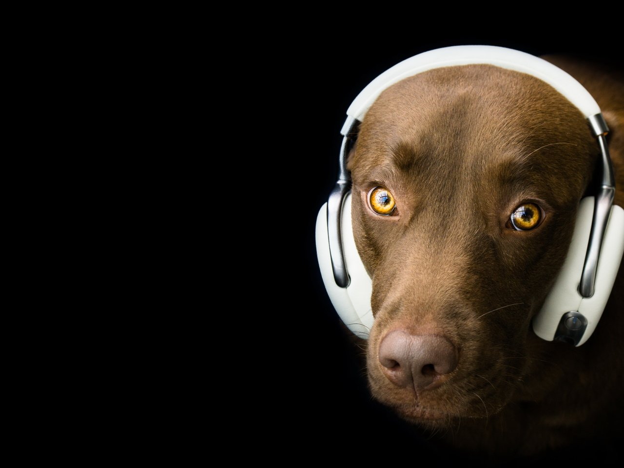 Обои взгляд, собака, наушники, черный фон, друг, лабрадор, look, dog, headphones, black background, each, labrador разрешение 5125x3100 Загрузить