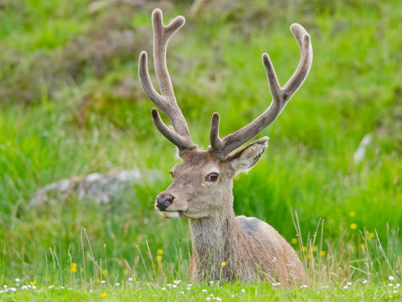 Обои олень, отдых, рога, deer, stay, horns разрешение 2048x1402 Загрузить