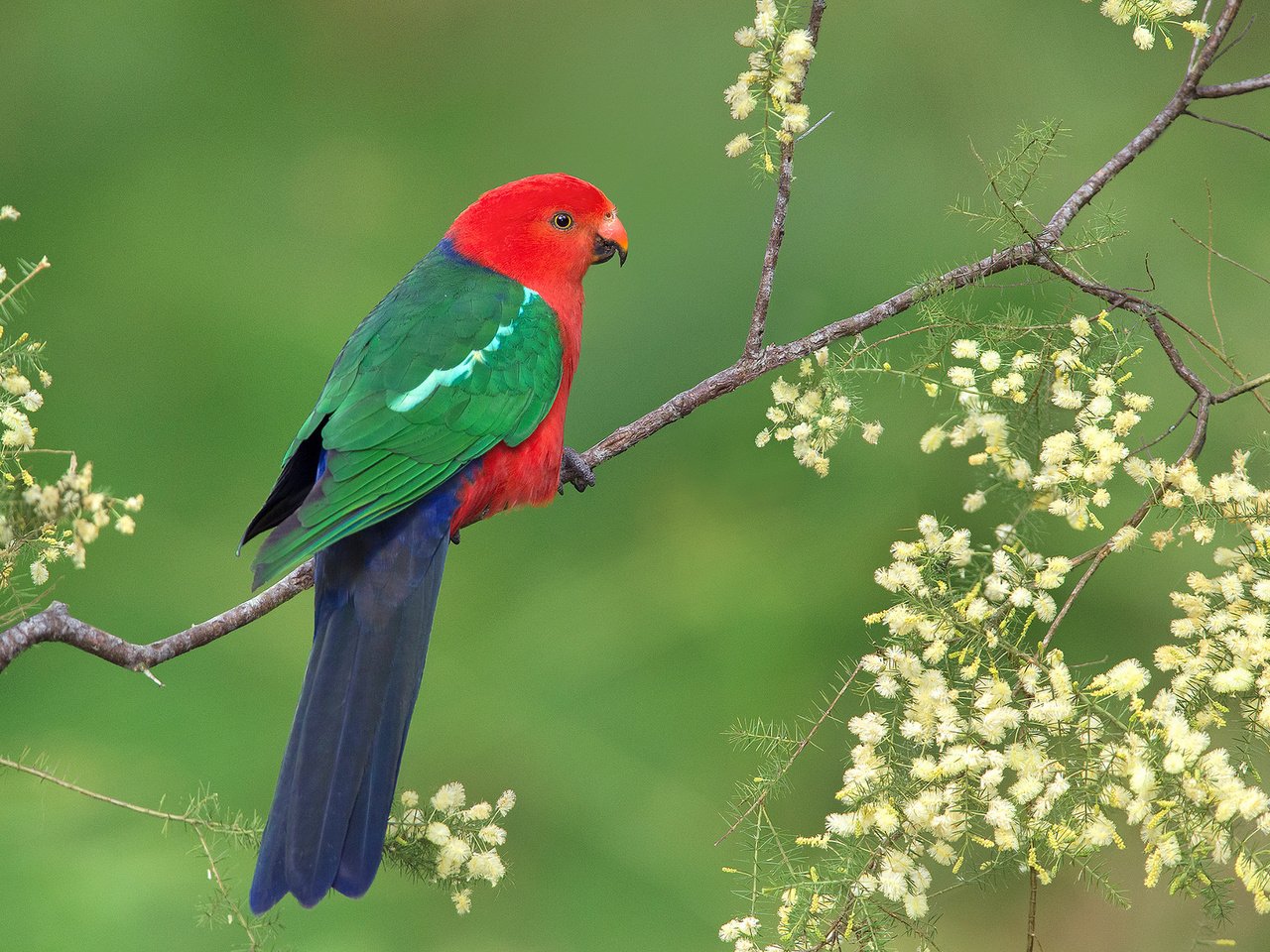 Обои ветка, птица, клюв, перья, хвост, попугай, branch, bird, beak, feathers, tail, parrot разрешение 2048x1359 Загрузить