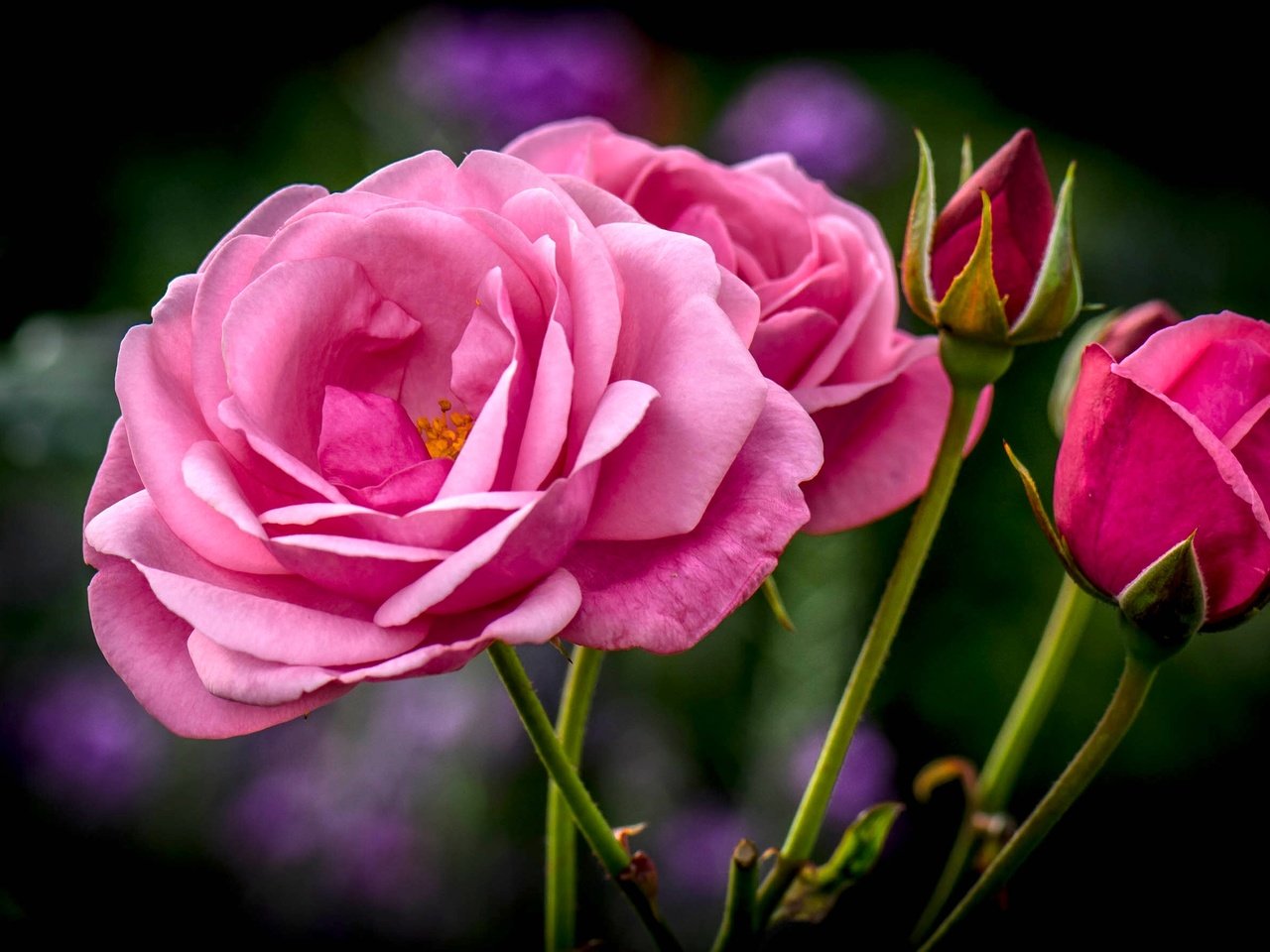 Обои цветы, бутоны, розы, букет, розовые, flowers, buds, roses, bouquet, pink разрешение 3000x1777 Загрузить