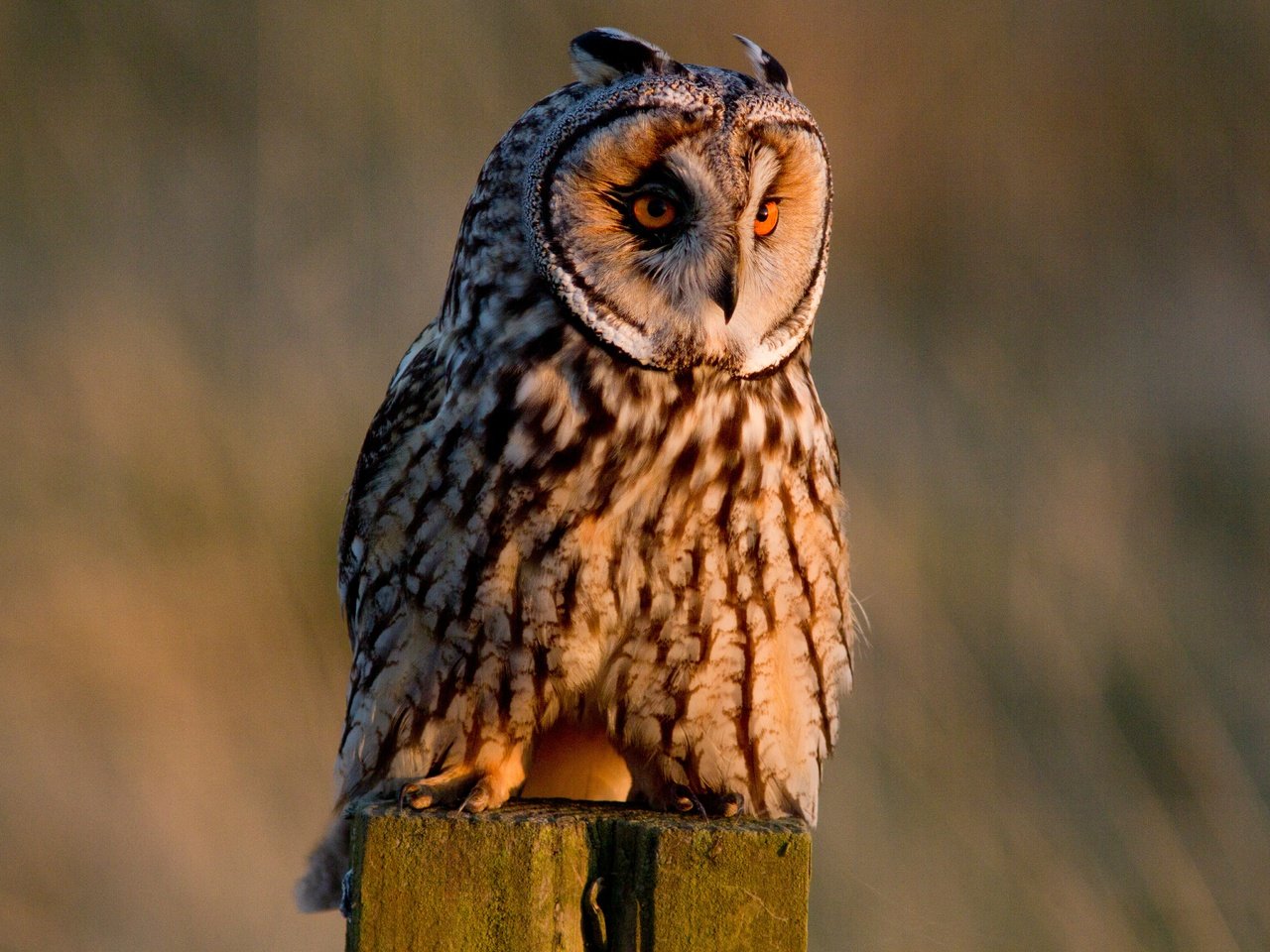 Обои сова, птица, ушастая сова, owl, bird, long-eared owl разрешение 4344x3072 Загрузить