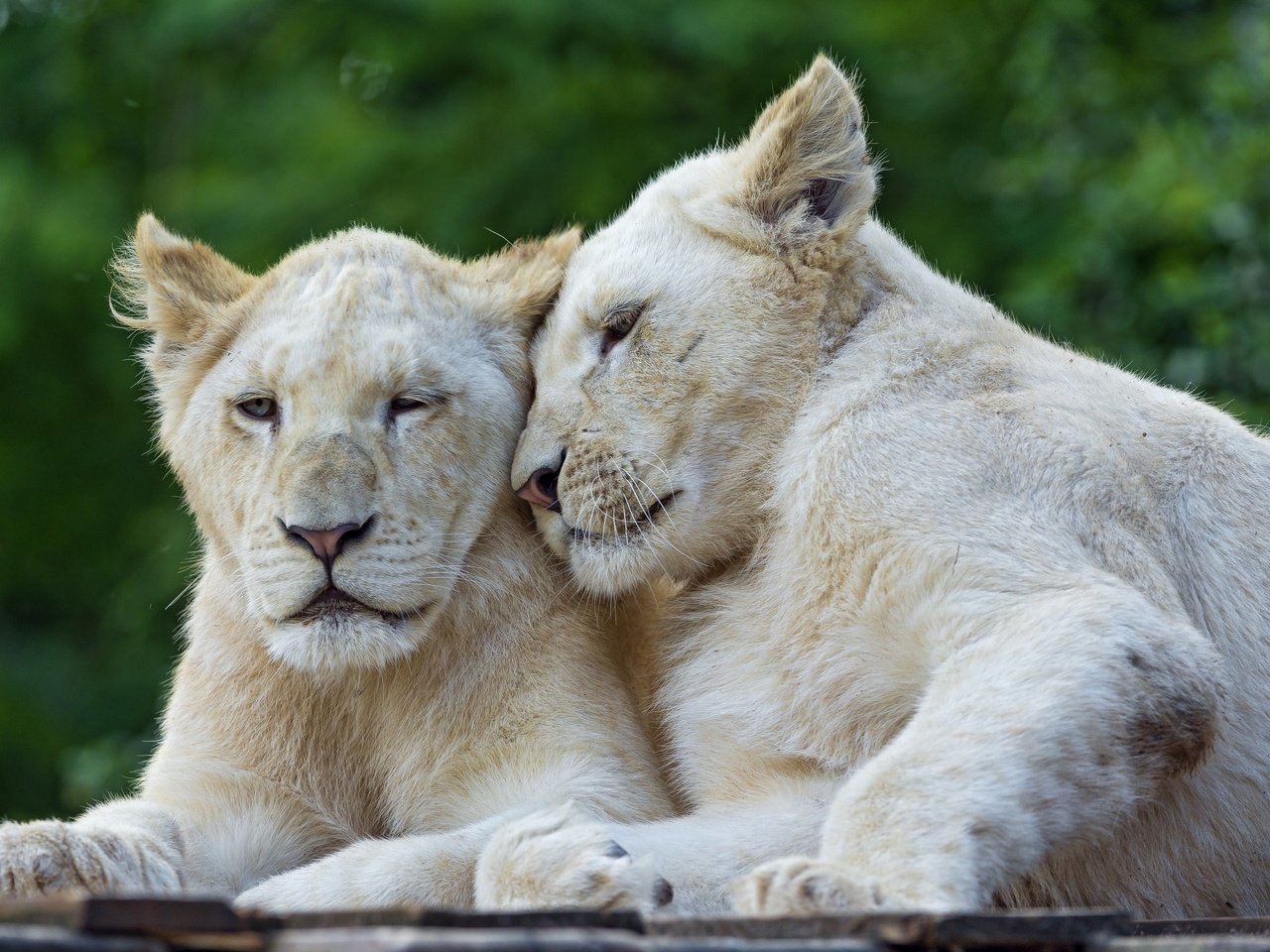 Обои пара, кошки, львы, львята, белый лев, ©tambako the jaguar, pair, cats, lions, the cubs, white lion разрешение 2880x1917 Загрузить