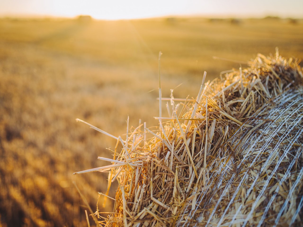 Обои солнце, поле, сено, лето, тюки сена, сноп, the sun, field, hay, summer, bales of hay, the sheaf разрешение 2048x1367 Загрузить