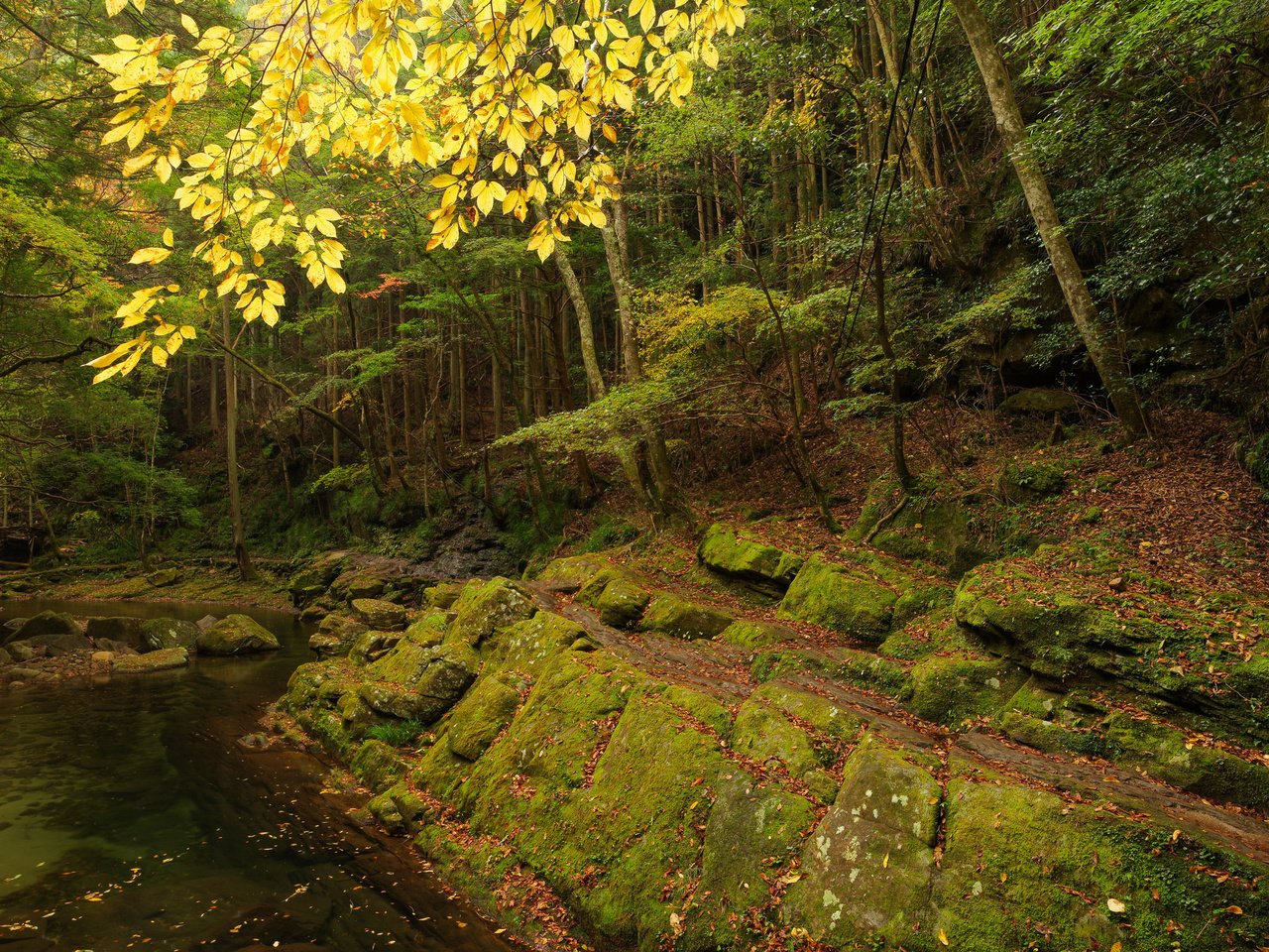 Обои деревья, река, камни, лес, скала, осень, trees, river, stones, forest, rock, autumn разрешение 2048x1536 Загрузить